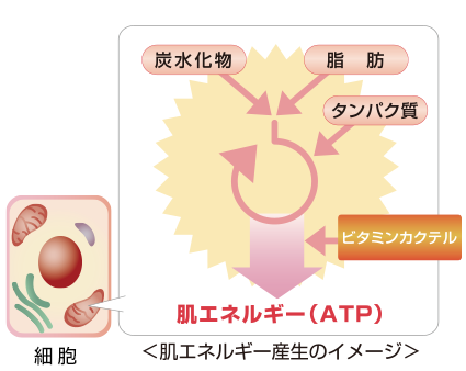 配送ウォブスタイル　オイルゲル フェイスクリーム